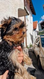 Cuccioli Yorkshire Terrier pura razza