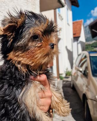 Cuccioli Yorkshire Terrier pura razza