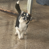 Cucciol di chihuahua con pedigree Enci