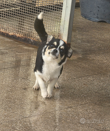 Cucciol di chihuahua con pedigree Enci