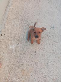 Cuccioli in adozione