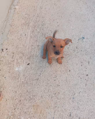Cuccioli in adozione