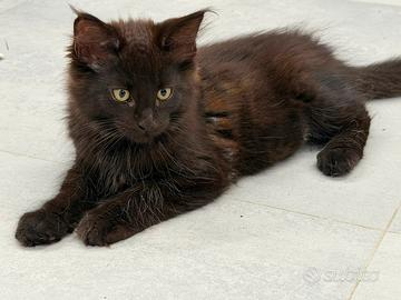 Gattino Maine Coon