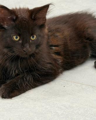Gattino Maine Coon