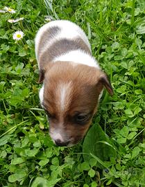 Stupendi cuccioli di jack russel terrier