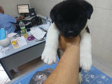 Cuccioli di Akita americano