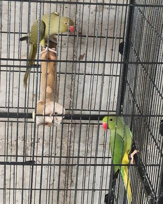 Parrocchetto dal collare