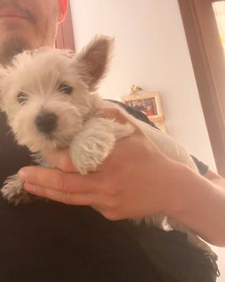 Cucciolo di West Highland white terrier PEDIGREE