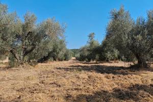 Uliveto 1 Ettaro Piante Secolari Casale Olio
