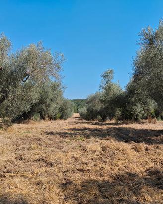 Uliveto 1 Ettaro Piante Secolari Casale Olio