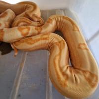 Coppia riproduttiva boa Constrictor sunglow jungle