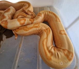 Coppia riproduttiva boa Constrictor sunglow jungle