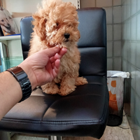 Barboncino toy maschio oro