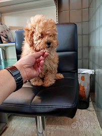 Barboncino toy maschio oro