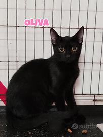 Oliva gattina nera di 4 mesi