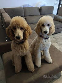 CUCCIOLI Barbone Grande Mole