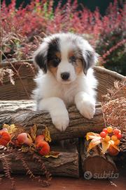 Cuccioli Pastore Australiano
