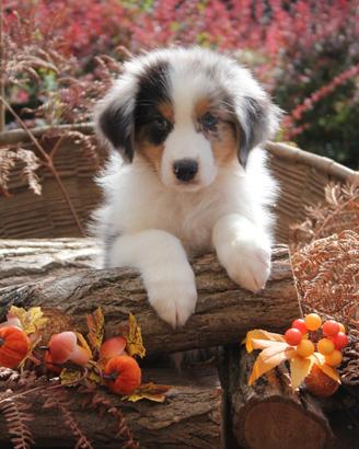 Cuccioli Pastore Australiano
