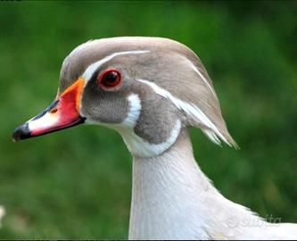 Anatri calorina