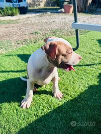 Cuccioli di pitbull