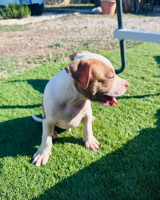 Cuccioli di pitbull