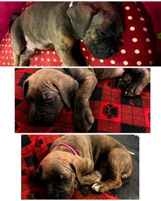Cuccioli di cane Corso
