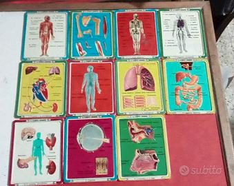 11 schede latta il corpo umano vintage anni '70