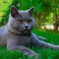 Animali