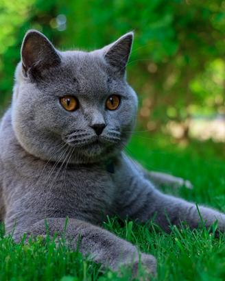 Animali