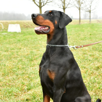 Dobermann Campione Italiano Giovani
