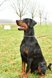 Dobermann Campione Italiano Giovani
