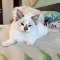 Ragdoll cucciolo con pedigree disponibile subito