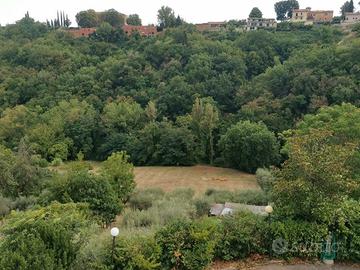 Terreno agricolo con ulivi e pozzo da 7000m2