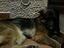 Immagine 6
