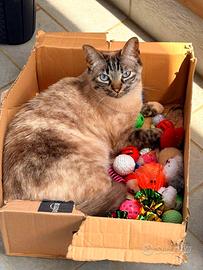 Mia dolce micia dagli occhi celesti