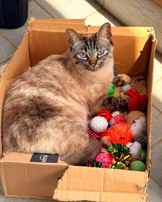 Mia dolce micia dagli occhi celesti