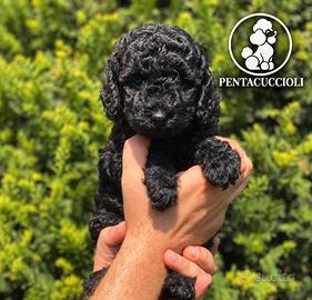Cucciola di Barboncino toy nera - Pagamento rate