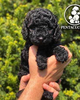 Cucciola di Barboncino toy nera - Pagamento rate