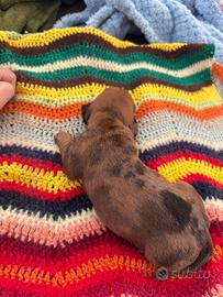 Cuccioli bassotto Arlecchino chocolate silver