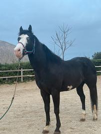 Stallone Paint Horse Morello Overo - Occhi Azzurri