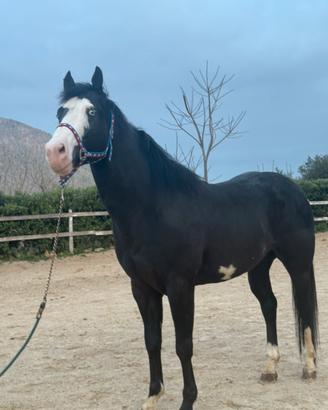 Stallone Paint Horse Morello Overo - Occhi Azzurri