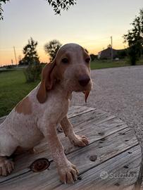 3 Cuccioli Bracco italiano maschi