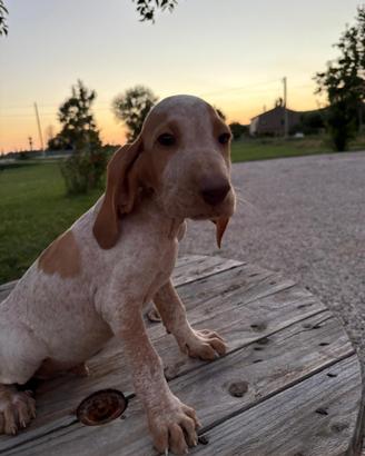 3 Cuccioli Bracco italiano maschi