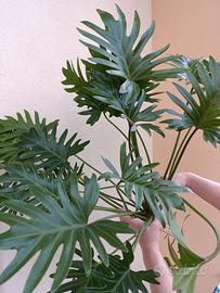 🌿 Philodendron Xanadu – Pianta Madre