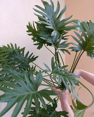 🌿 Philodendron Xanadu – Pianta Madre