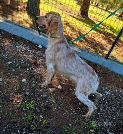 cucciola setter inglese 