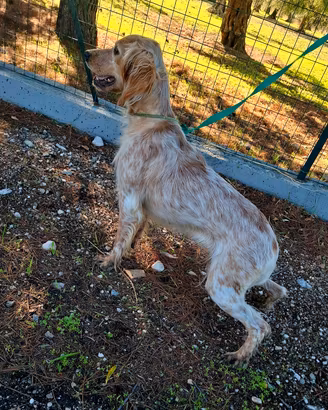 cucciola setter inglese 