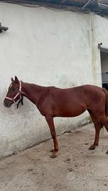 Cavalla Anglo araba sarda