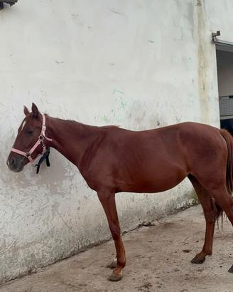Cavalla Anglo araba sarda