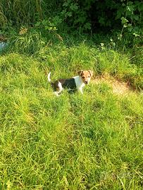 Jack Russell terrier